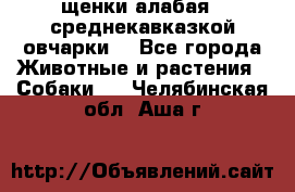 щенки алабая ( среднекавказкой овчарки) - Все города Животные и растения » Собаки   . Челябинская обл.,Аша г.